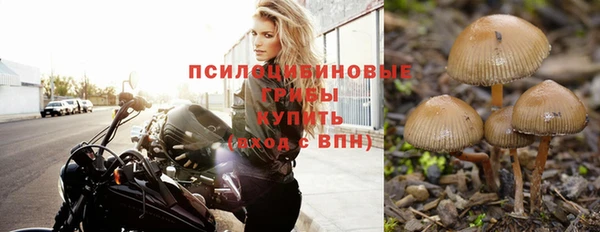 прущие грибы Гусиноозёрск
