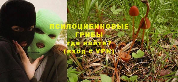 прущие грибы Гусиноозёрск